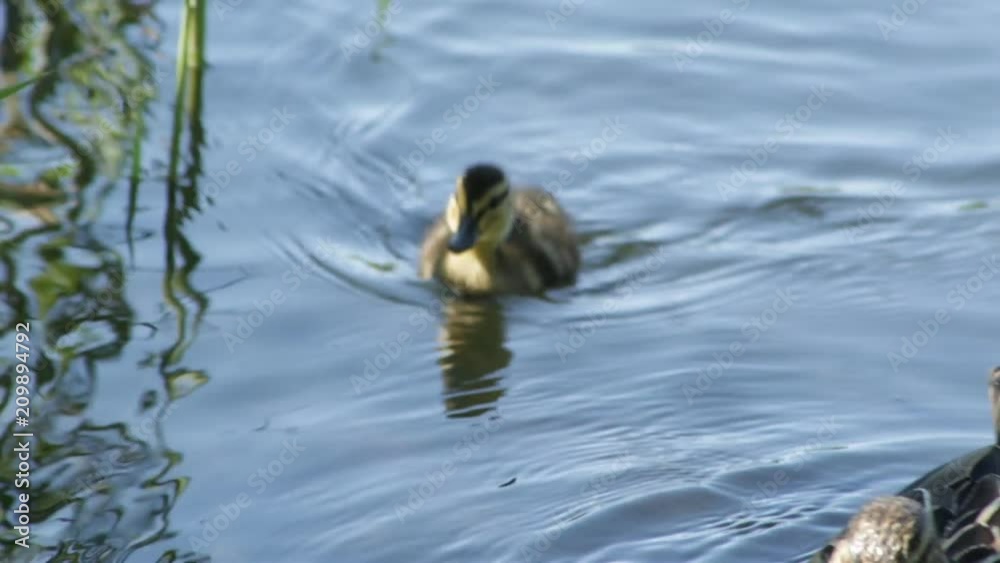 A duck with an duckling eats bread
