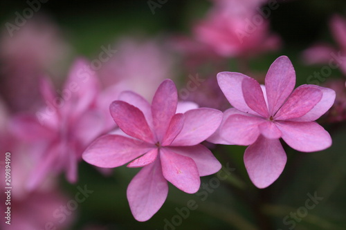 星のような形の花びら