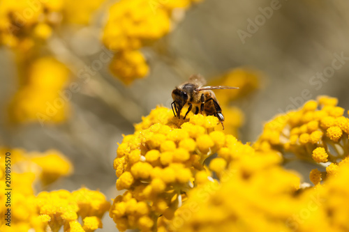 Abeille sur immortelle photo