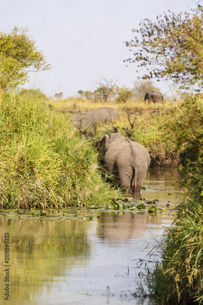 Obraz premium Elephants standing in a river in Africa