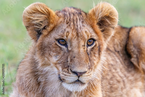 Fototapeta Naklejka Na Ścianę i Meble -  Portrait of a curious lion cub
