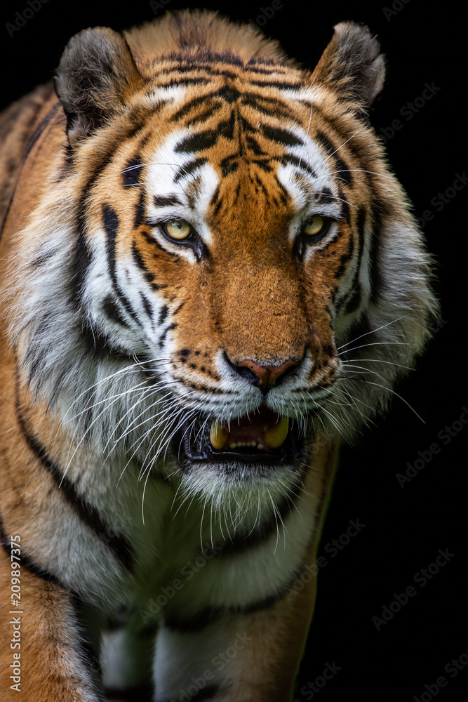 Obraz premium Amur Tiger
