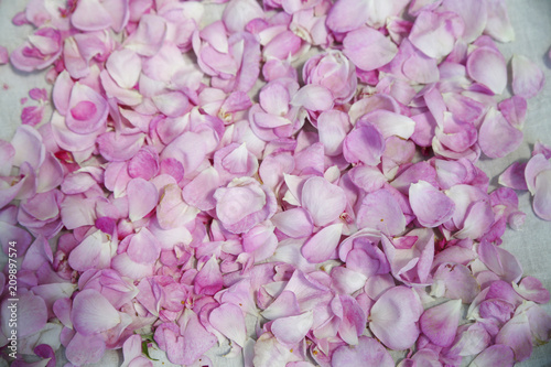  rose petals as background