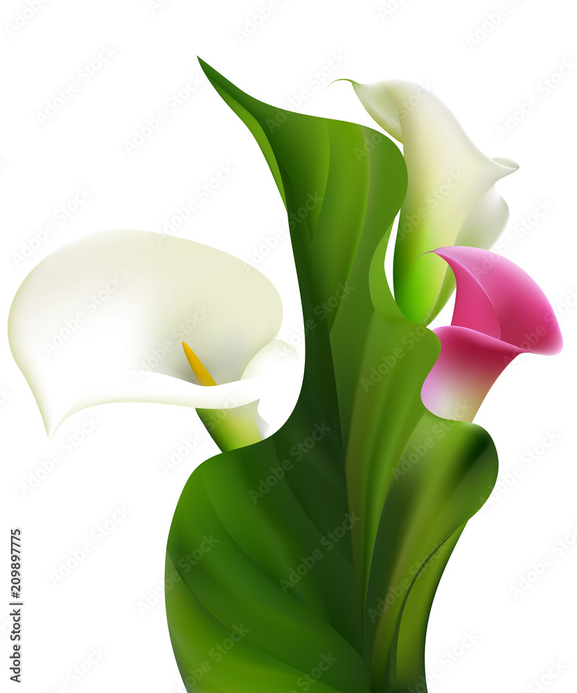 Callas. White flowers. Floral background. Buds. Vector illustration ...