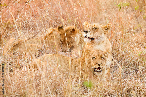  African Lion hiding in long grass