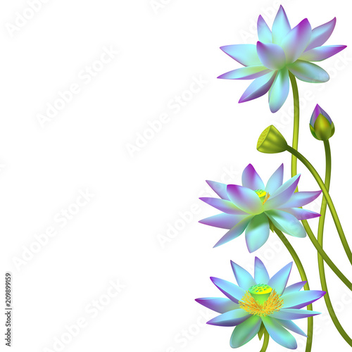 Lotus. Flowers. Floral background. Water lily. Buds. Petals. Vector illustration. Isolated. White background. Border. Buddhism. India. Spa. Design for cosmetics.