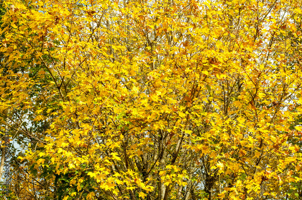 Beautiful autumn leaves and trees in the forest of Dean, Gloucestershire, United Kingdom. Beautiful autumn leaves and trees in the forest of Dean, Gloucestershire, United Kingdom.