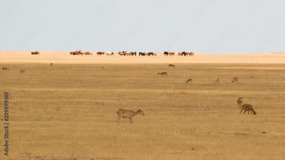 Black lands. Kalmykia. Wild world Black lands. Kalmykia. Wild world