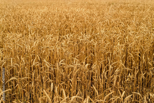 field with golden wheat