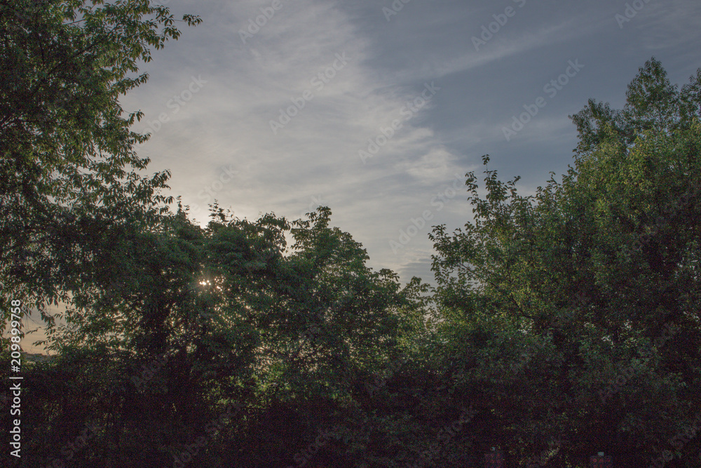 Sun through trees 