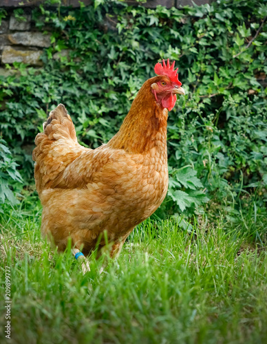Braunes Huhn vor grünem Hintergrund, Hochformat