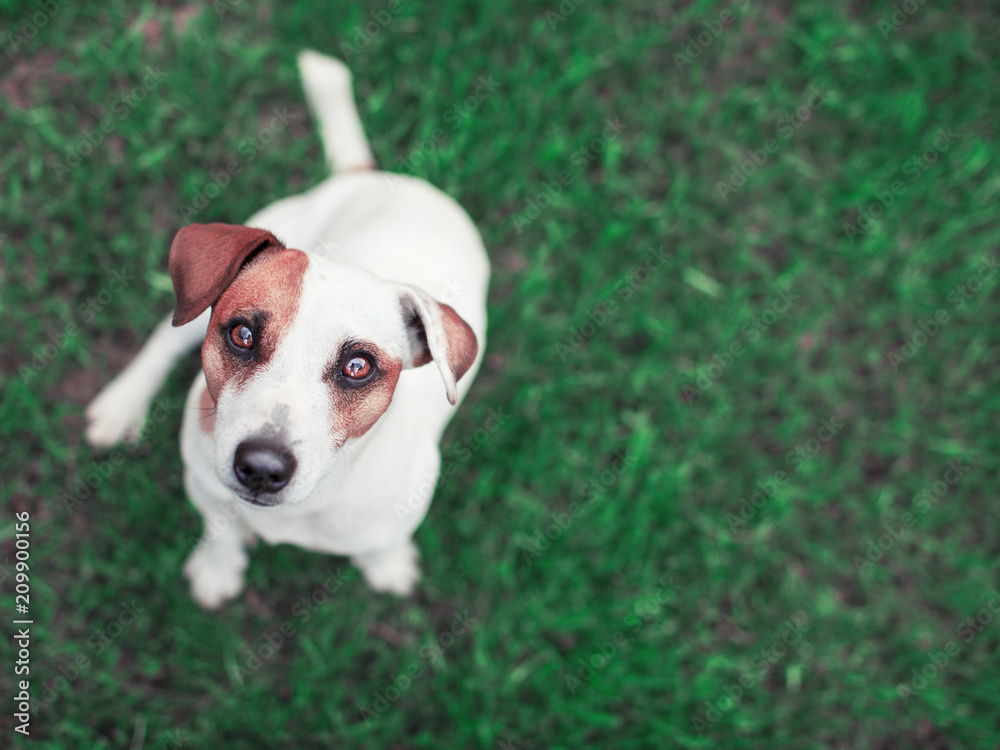 Dog on green grass