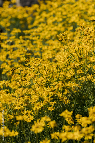 Woolly sunflowers in the field