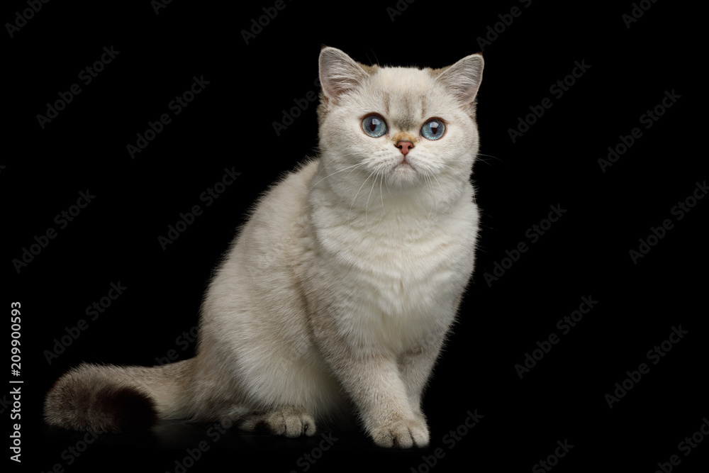 Adorable British breed Cat White color with Blue eyes, Sitting and looking in Camera on Isolated Black Background, front view