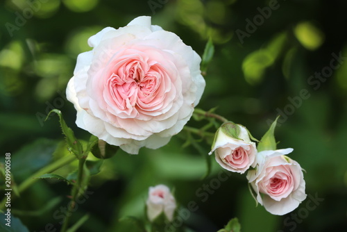 Rose Larissa in Pink Makro