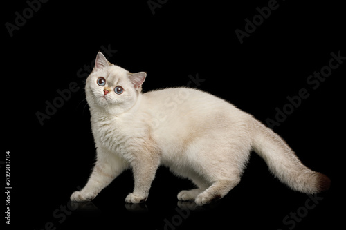 British breed Cat, Beige color with Blue eyes, Standing and looks funny on Isolated Black Background, side view