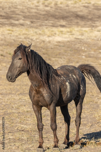 Wild Horse Stallion © natureguy