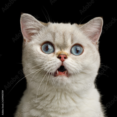 Fototapeta Naklejka Na Ścianę i Meble -  Funny Portrait of Surprised British breed Cat White color with Blue eyes, Amazement Stare in Camera with opened mouth on Isolated Black Background, front view
