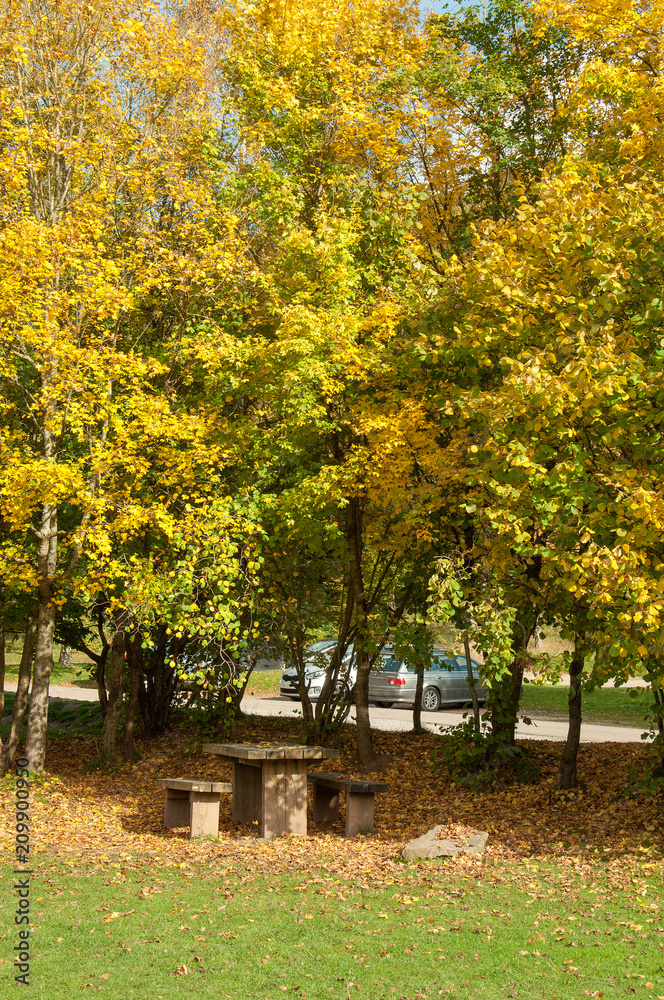 Autumn trees in the Forest of Dean, Gloucestershire, England. Autumn trees in the Forest of Dean, Gloucestershire, England.
