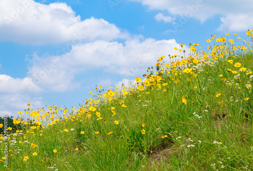 Fototapeta Naklejka Na Ścianę i Meble -  flowery hill under blue sky