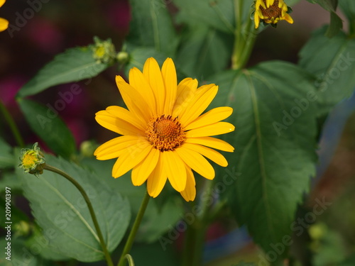 Yellow daisy