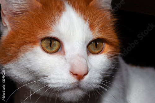Cuadro en lienzo Turkish Van cat