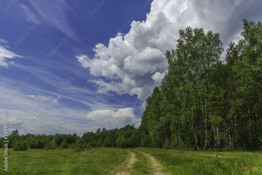 Rural summer countryside landscape. Forest before the rain. Beautiful trees in a summer forest Rural summer countryside landscape. Forest before the rain. Beautiful trees in a summer forest