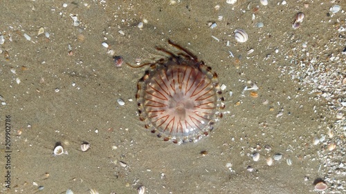 Jellyfish lying on beach