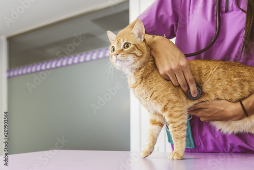 Photos Veterinarian doctor is making a check up of a cute beautiful cat.
