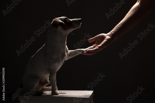 Fototapeta Naklejka Na Ścianę i Meble -  Dog paw takes the man