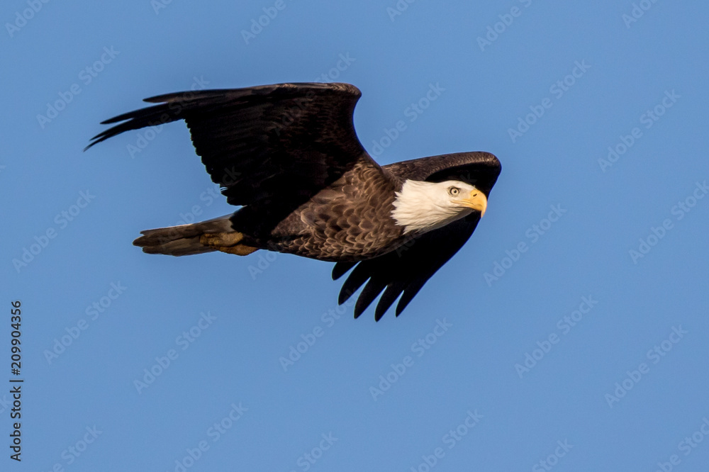 Naklejka premium Bald Eagle Flying
