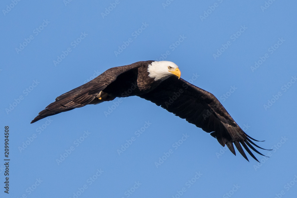 Bald Eagle Flying