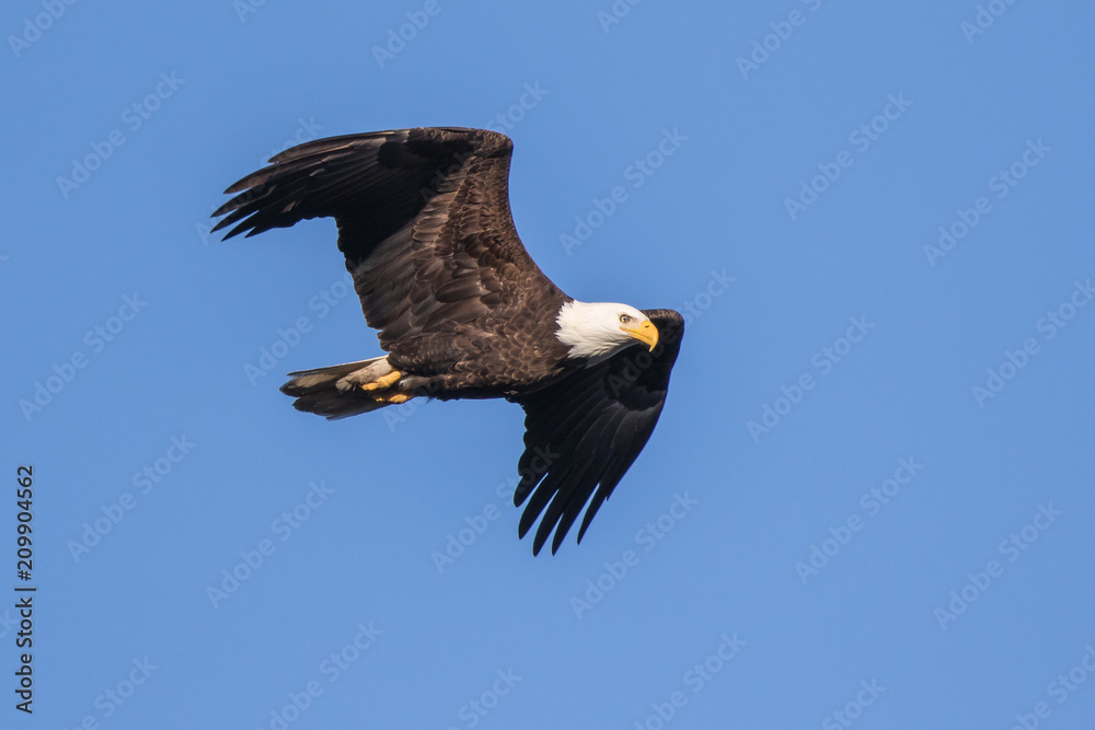 Obraz premium Bald Eagle Flying