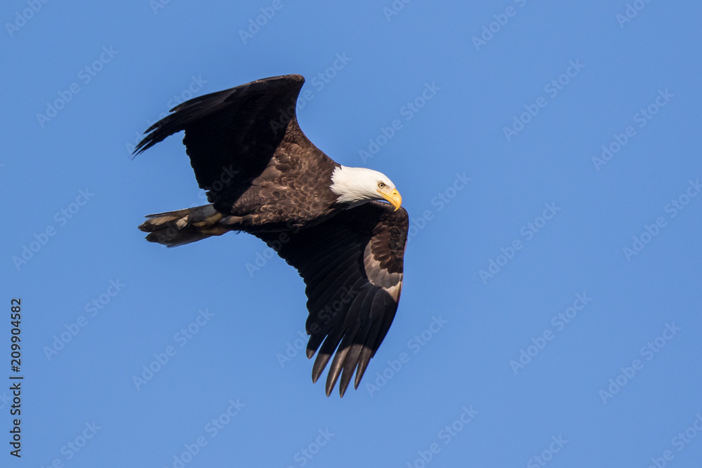 Fototapeta premium Bald Eagle Flying