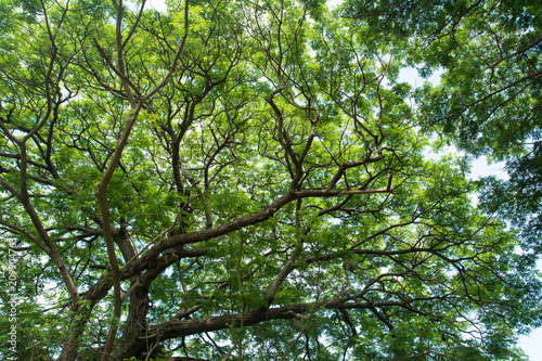 Under big green tree with branch magnify