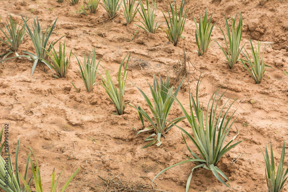 Fototapeta premium Pineapple farm in countryside