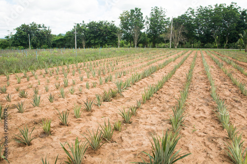 Pineapple farm in countryside