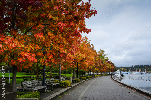 Seawalk colorful trees in Vancouver, Canada photo