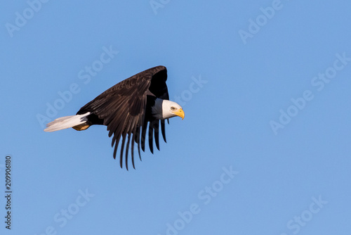 Bald Eagle Flying
