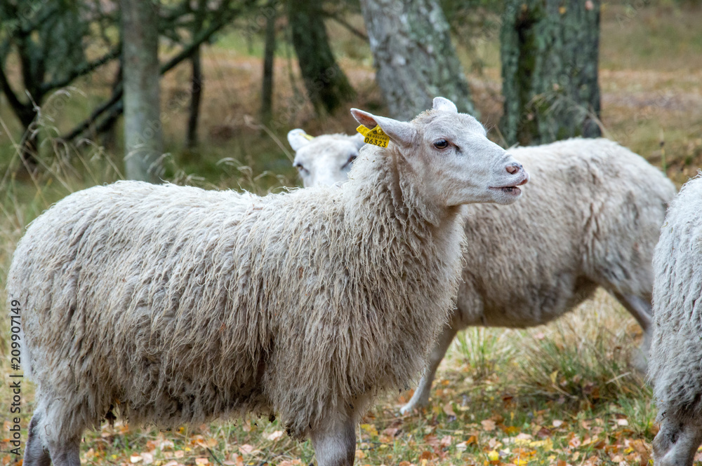 Obraz premium Sheep