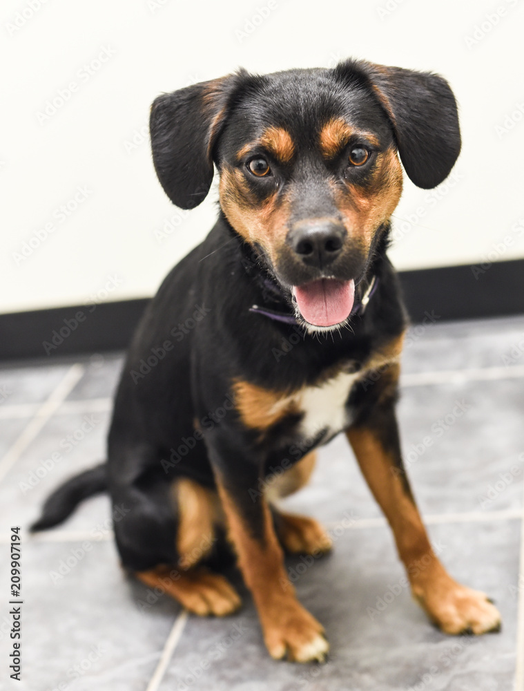 Rottie Beagle Cross