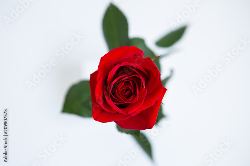 Overhead view of a stunning red rose flower