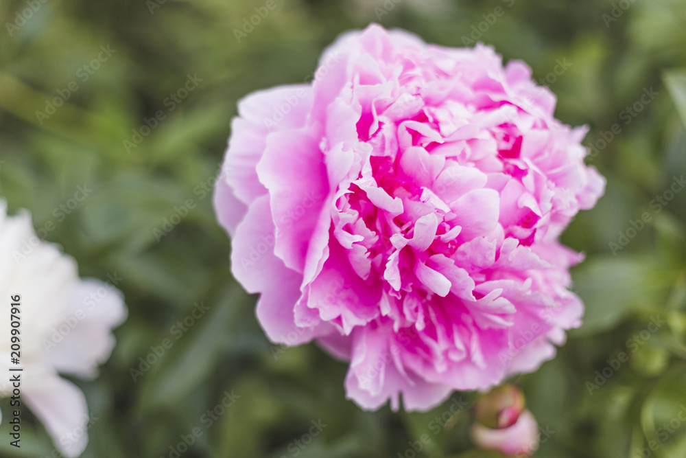 Pink peony on green background.