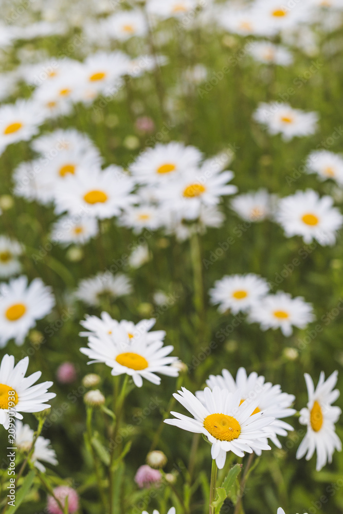 Blurred background with chamomile flowers.