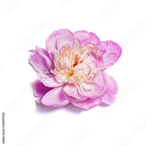 Fototapeta Naklejka Na Ścianę i Meble -  Pink peony flower on white background