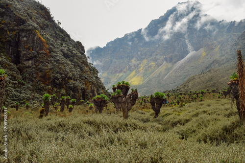 Bujuku Valley with Mount Baker at the background, Rwenzori Mountains, Uganda photo