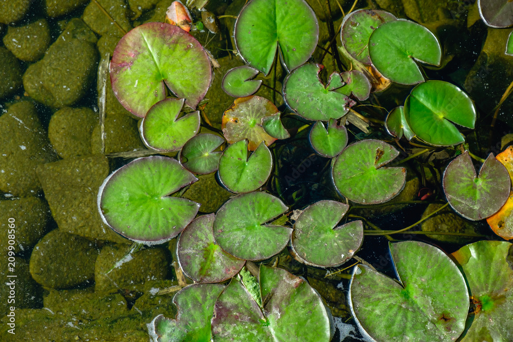Lotus flower blossom, water lilly blooming in the pond Lotus flower blossom, water lilly blooming in the pond