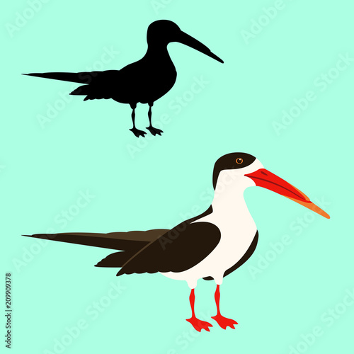 black skimmer bird vector illustration flat style  silhouette