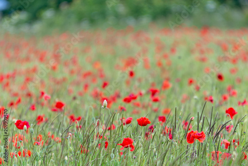 red poppies in poppy field in the English Cotswolds