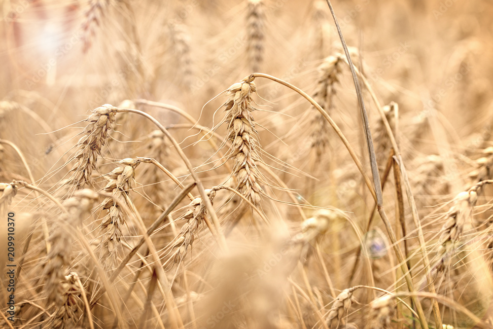 Obraz premium Wheat field, field of grain with lens flare-sun flare, grain field in the sun, wheat field bathed in sun
